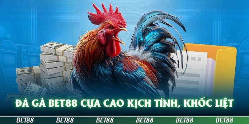 Đá Gà BET88 - Đặt Cược Chọi Gà Uy Tín Số 1 Tại BET88 2 đá gà BET88 cựa cao kịch tính, khốc liệt